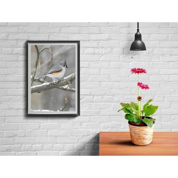 8x10 Tufted Titmouse in Snow Bird Photography Print‎ - Picture 5 of 5